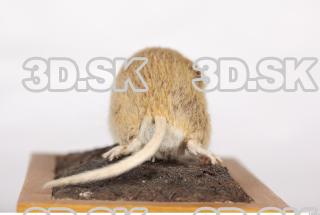 Mouse-Mus musculus 0012